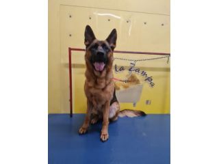 Bellissima Pastore Tedesco 4anni URGENTE COSENZA