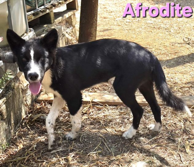 AFRODITE - Foto 4