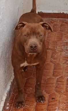 RED AMSTAFF 2 ANNI - Foto 2
