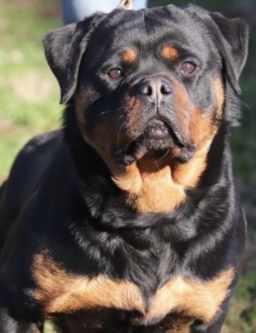 ROTTWEILER CON PEDIGREE - Foto 7