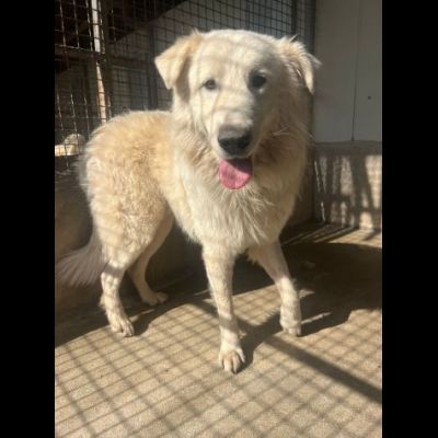 OWELL alla ricerca della libertà, CANE IN ADOZIONE - Foto 9