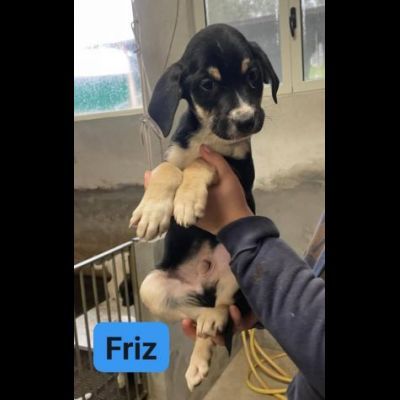 CUCCIOLI IN ADOZIONE - Foto 7