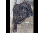 PONGO E PEGGY MERAVIGLIOSI, MERITANO UNA CASA; CANI IN ADOZIONE