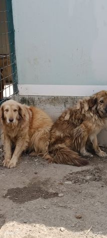 MERLINO E ANACLETO FRATELLI INSEPARABILI CANI IN ADOZIONE DI COPPIA - Foto 8