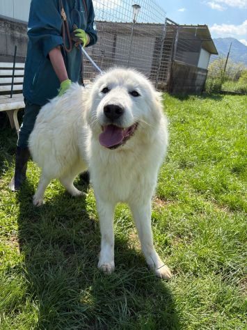 GAUDÌ -orsacchiotto travestito da cane- - Foto 3