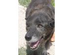 Igor per 10 anni tenuto da solo in una campagna