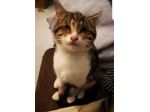 Micio tigrato 2anni  CIECO E NESSUNO LO VUOLE!CATANIA