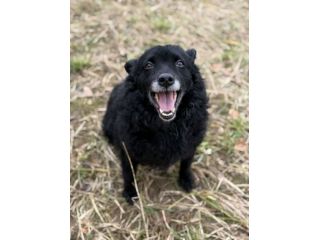 DIOR, cagnolina sorridente cerca amore!
