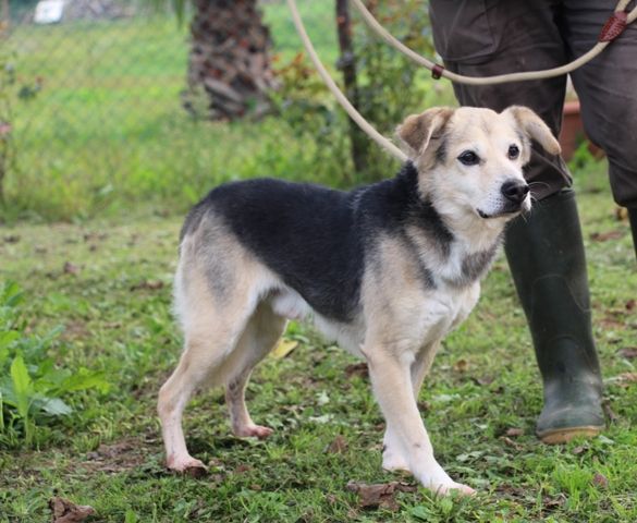 GENTILINO, tenero cagnolino - Foto 3