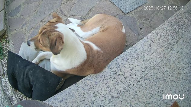 Cucciolo di cane taglia media con microchip - Foto 2