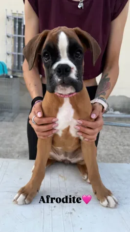 Cuccioli boxer da Riproduzione Selezionata