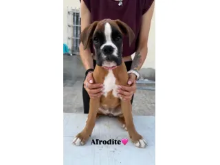Cuccioli boxer da Riproduzione Selezionata