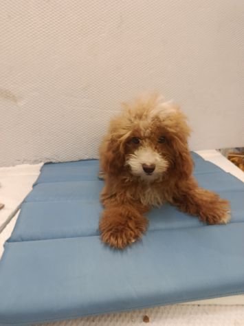 Cuccioli di cane varie razze e grattini scottish straight e fold - Foto 4