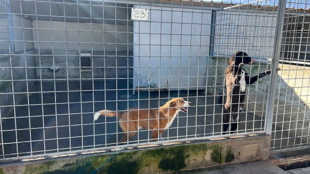 MAI SCELTI: CANI IN ADOZIONE - Foto 7