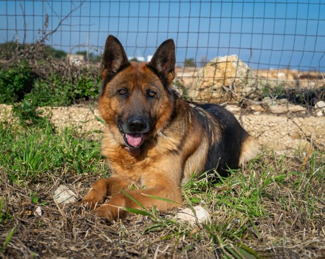 LAIKA, MERAVIGLIA FATTA CANE