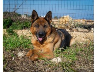 LAIKA, MERAVIGLIA FATTA CANE