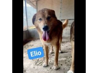 ELIO e EMERSON DIMENTICATI CANI SOCIEVOLI E AMOREVOLI IN ADOZIONE
