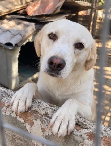 OSVALDO SIMIL LABRADOR 3 ANNI