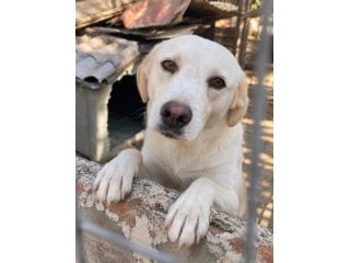 OSVALDO SIMIL LABRADOR 3 ANNI