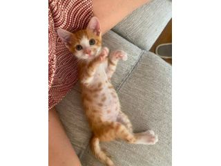 Rosso gattino