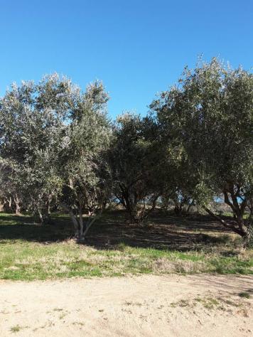 Agricolo in vendita a Cupra Marittima - Foto 16