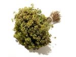 Origano di montagna selvatico a mazzo