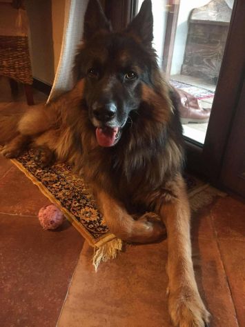 Pastore Tedesco 7 anni cerca casa - Foto 2