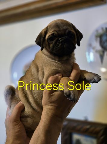 Cuccioli di carlino con pedigree - da 1800€ a 2200€ - Foto 7