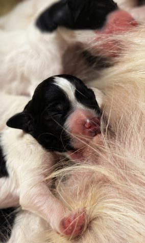 Cucciolata setter inglese - Foto 4
