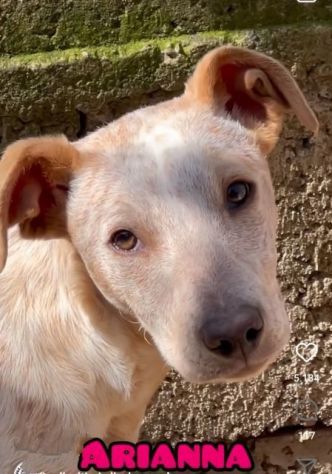MAMMA MEDEA E CUCCIOLI BIAGIO ED ARIANNA: in adozione. - Foto 7