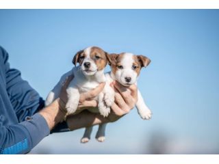 JACK RUSSELL CUCCIOLI BICOLOR