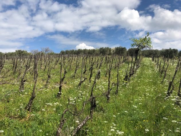 Roccadaspide loc. Fonte terreno agricolo - Foto 6