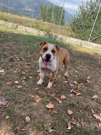 ROCKY - Foto 8