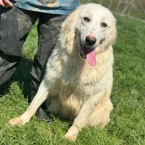 SUSY MERAVIGLIOSA E SOCIEVOLE CANE IN ADOZIONE - Foto 4