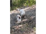 Addestratore Cani da Tartufo… Ecc