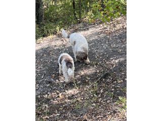 Addestratore Cani da Tartufo… Ecc