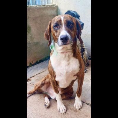 AKY E LA SUA STORIA CAGNOLINO IN ADOZIONE