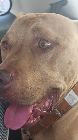Pitbull 4ANNI SPLENDIDO BUONISSIMO NAPOLI SOS - Foto 2