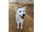 Oscar bellissimo mix husky in adozione