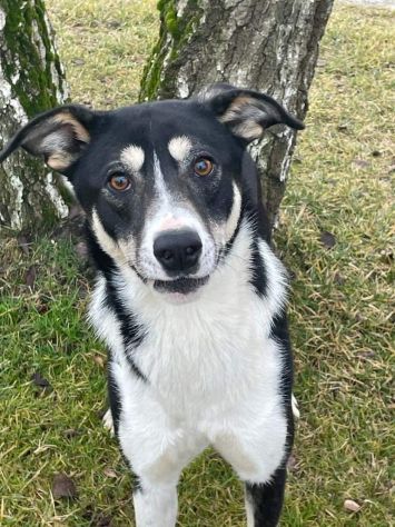 Randal - Foto 3