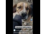 BENNY LA DOLCEZZA, CAGNOLINO BEAGLE ADOZIONE