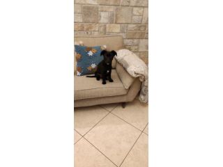 PALLINO, cucciolo amoroso