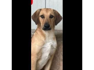NIETZSCHE CUCCIOLO IN ADOZIONE Taglia medio contenuta 10 mesi