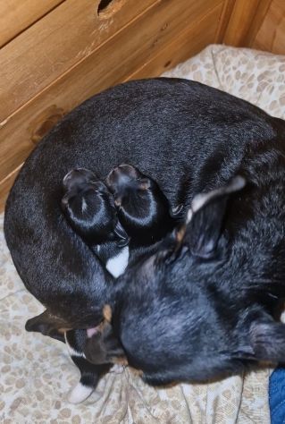 CUCCIOLI CHIPIN