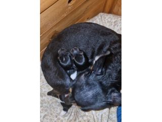CUCCIOLI CHIPIN