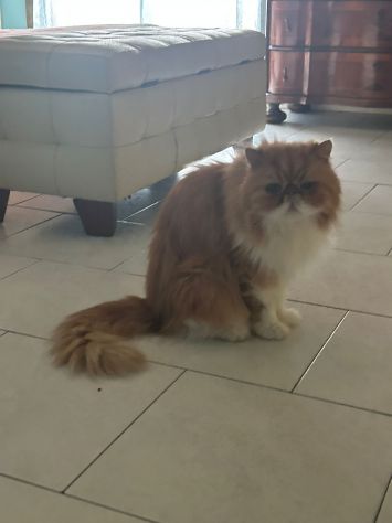 GATTI E GATTINI MERAVIGLIOSI - Foto 5