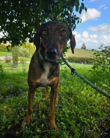 Magnifico MELAMPO mix segugio CANE IN ADOZIONE - Foto 5