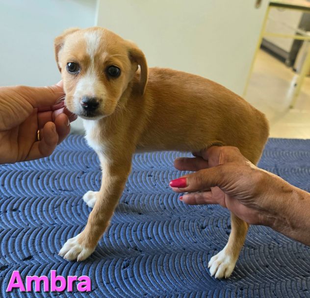 AMBRA,cucciola mix volpino breton - Foto 2
