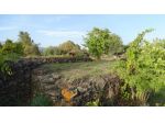 Area verde in vendita a Mascalucia
