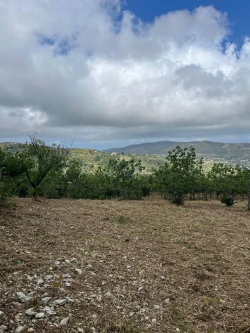 Vatolla- Perdifumo-terreno con piante di fichi e accesso su strada comunale